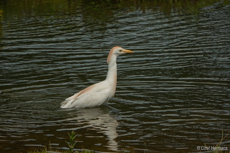 _DSC0856.JPG - Safaripark Beekse Bergen