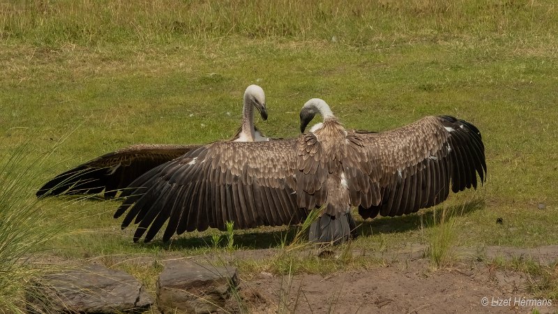 _DSC1024.JPG - Safaripark Beekse Bergen