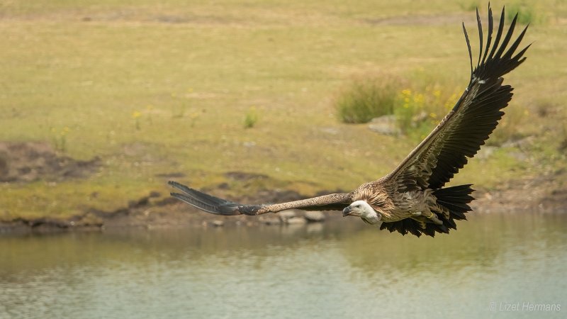 _DSC1226.JPG - Safaripark Beekse Bergen