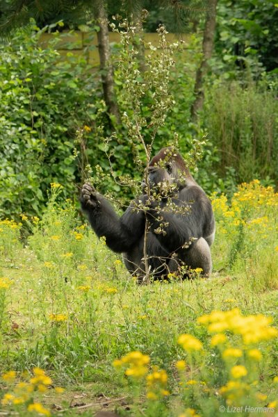 _DSC1576.JPG - Safaripark Beekse Bergen