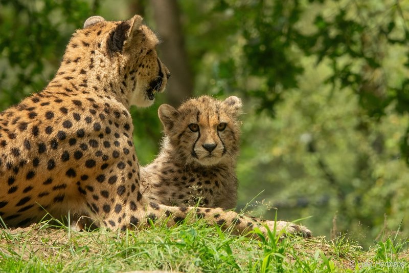 _DSC1656.JPG - Safaripark Beekse Bergen