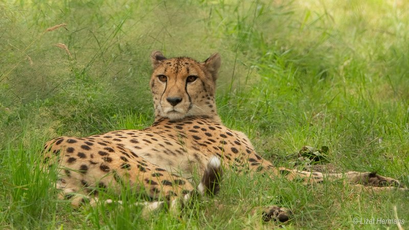 _DSC1663.JPG - Safaripark Beekse Bergen