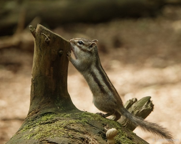 _DSC0129.JPG - Wandelbos