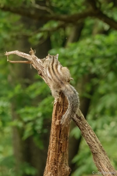 _DSC0187.JPG - Wandelbos