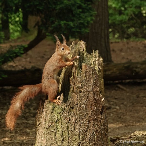 _DSC0360.JPG - Wandelbos