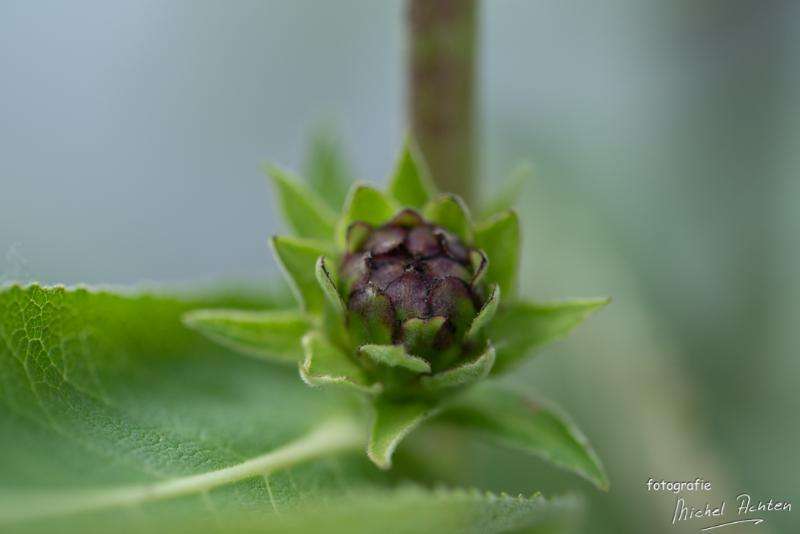 macro-Immenhof-6082.jpg - Immenhof 2018