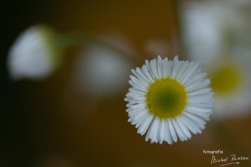 macro-Immenhof-6083.jpg - Immenhof 2018