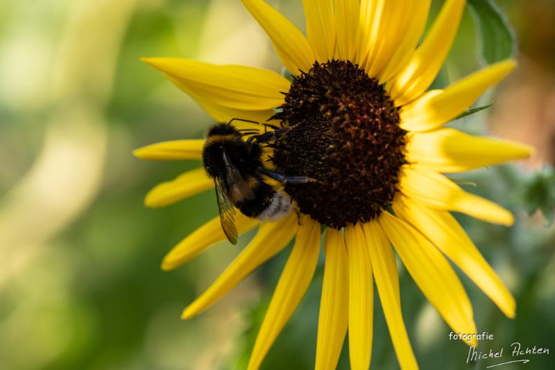 macro-Immenhof-6088.jpg - Immenhof 2018