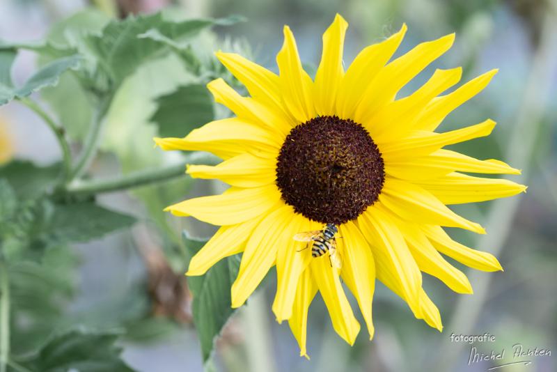 macro-Immenhof-6138.jpg - Immenhof 2018