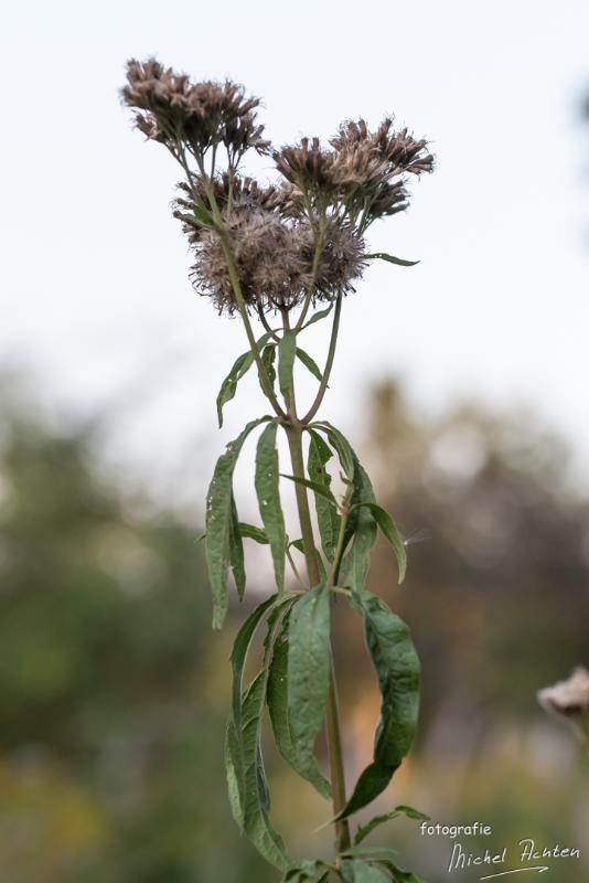 macro-Immenhof-6155.jpg - Immenhof 2018