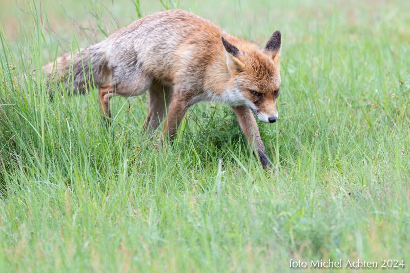 dieren AWD 2024--5.jpg