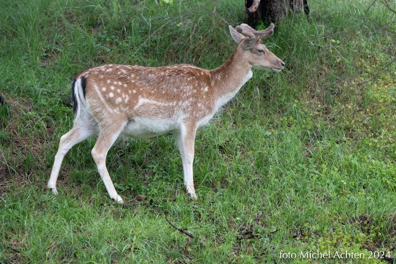 dieren AWD 2024-0183.jpg