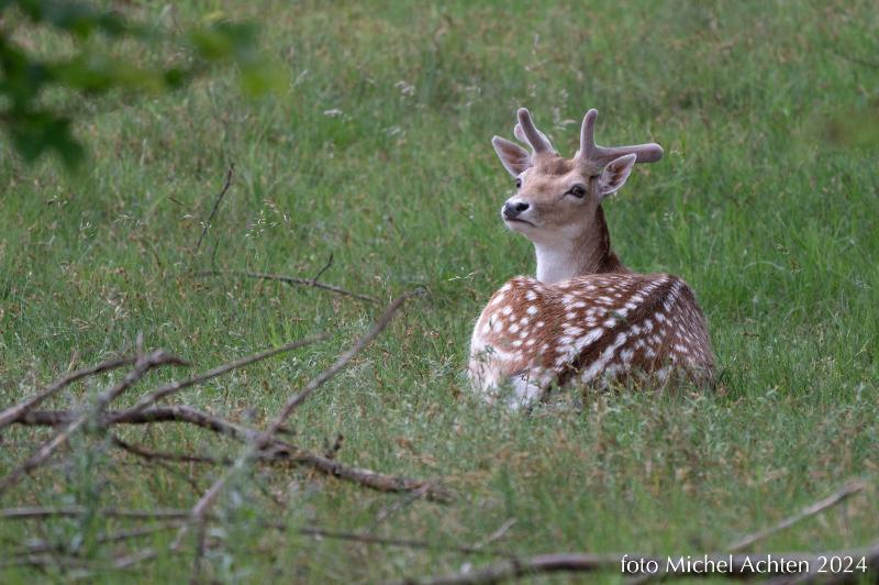 dieren AWD 2024-7725.jpg