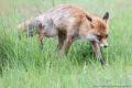 dieren AWD 2024-