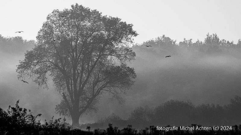 Weerterbos met mist 2024-3537.jpg