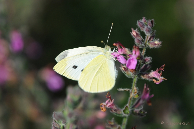 DSC_0334.JPG - Natuurtuin t Loo