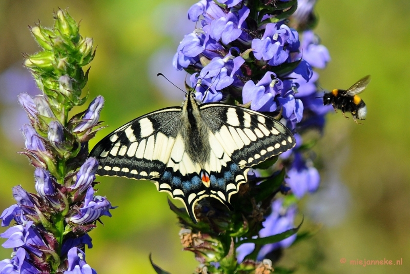 DSC_0377a.JPG - Natuurtuin t Loo