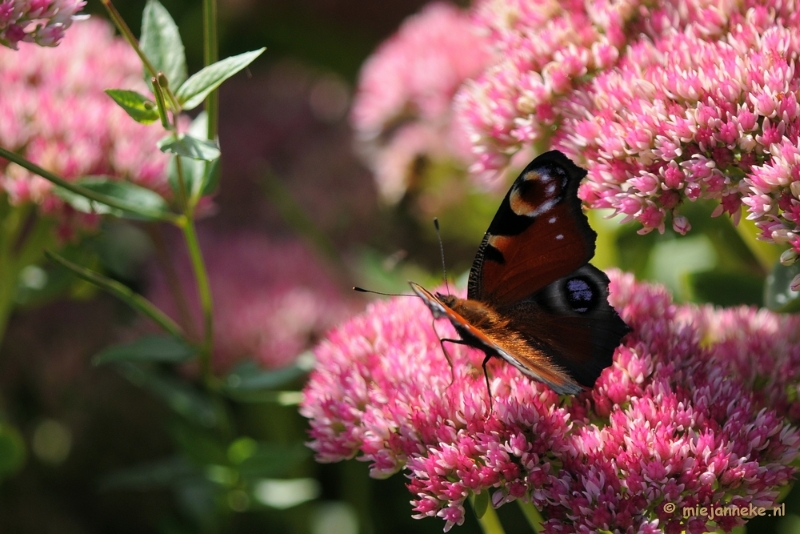 DSC_0407.JPG - Natuurtuin t Loo