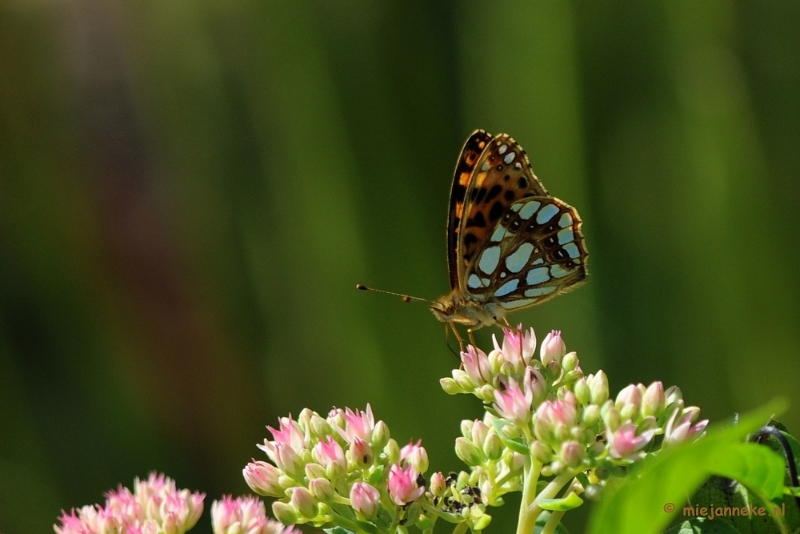 DSC_0424.JPG - Natuurtuin t Loo