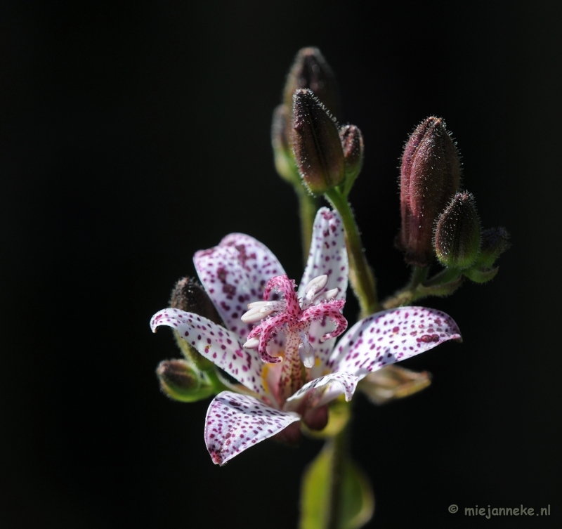 DSC_0474a.JPG - Natuurtuin t Loo