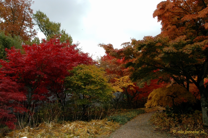 DSC_5861.JPG - Herfst in Arcen