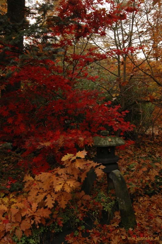 DSC_6466.JPG - Herfst in Arcen 2