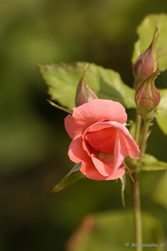 _DSC4597.JPG - De laatste rozen