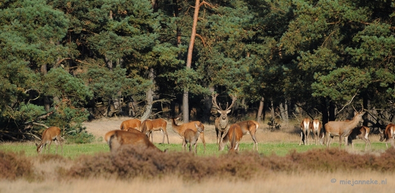 DSC_3390.JPG - De hoge Veluwe