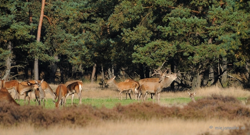 DSC_3405.JPG - De hoge Veluwe