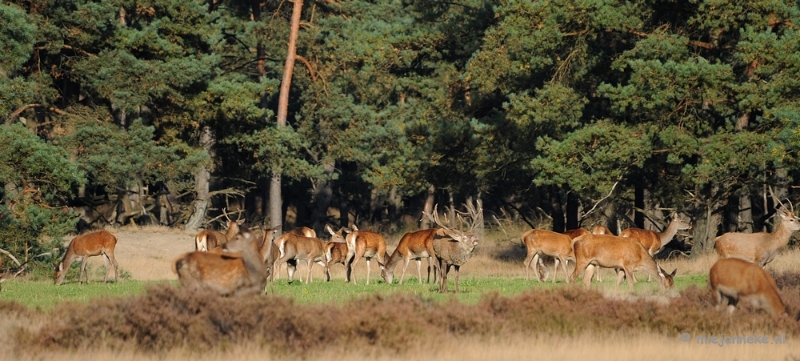 DSC_3444.JPG - De hoge Veluwe