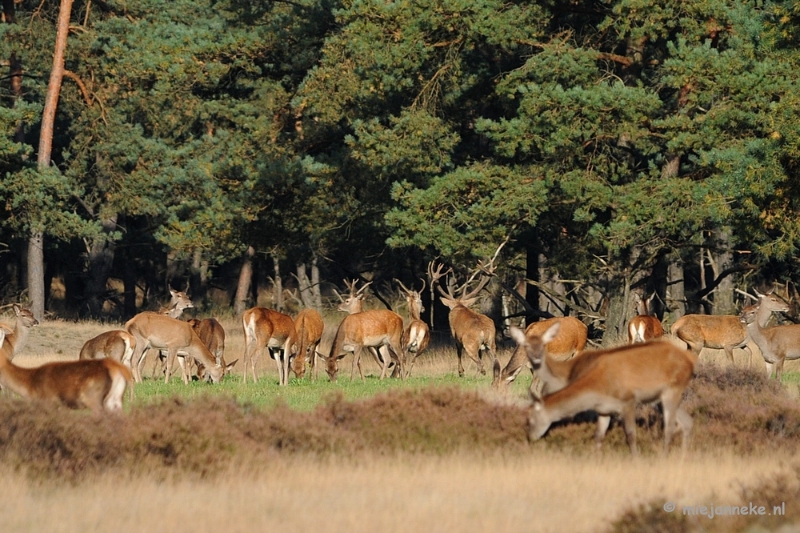 DSC_3480.JPG - De hoge Veluwe