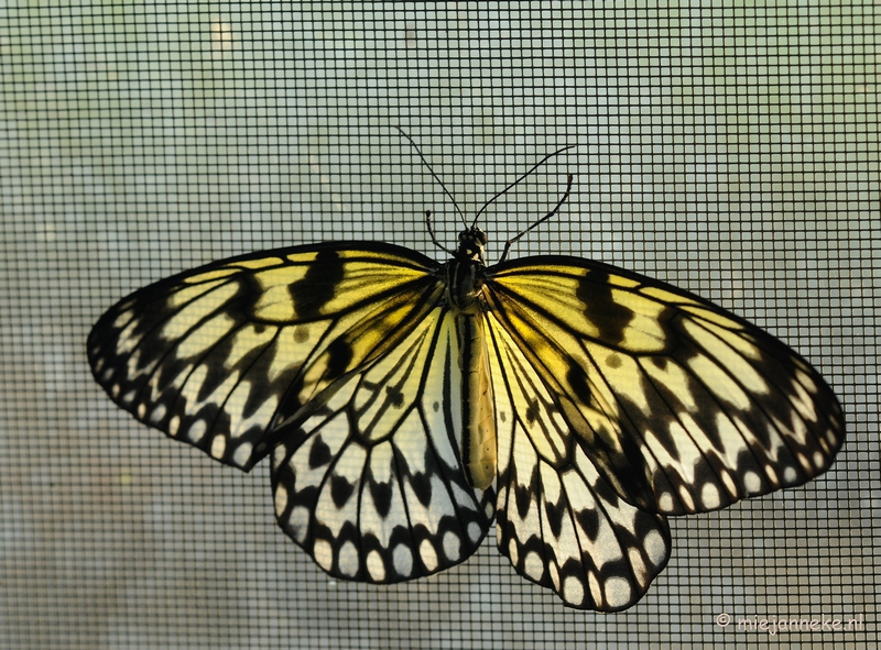 DSC_6767.JPG - Vlindertuin Papiliorama