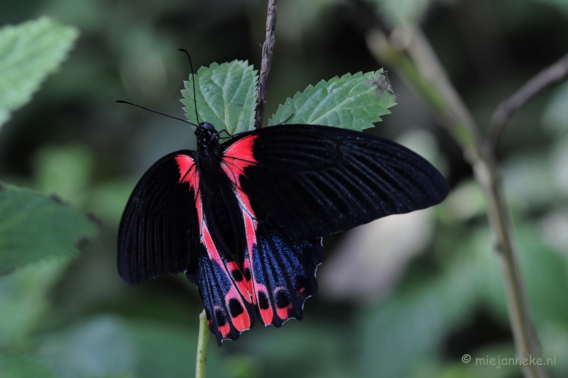 DSC_6865.JPG - Vlindertuin Papiliorama