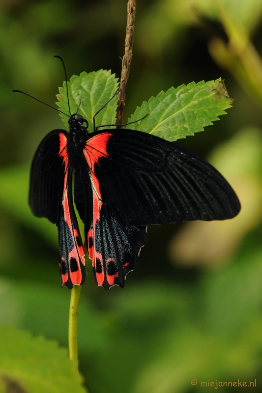 DSC_6872.JPG - Vlindertuin Papiliorama