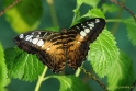 Vlindertuin Papiliorama December