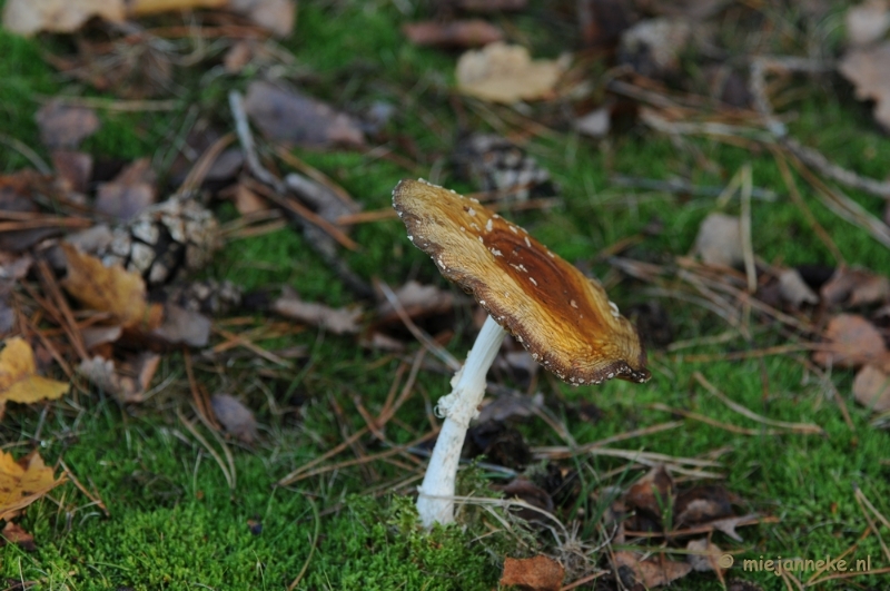 DSC_6289 (2).JPG - Paddenstoelen 2009