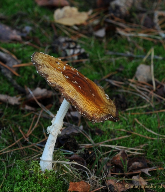 DSC_6292.JPG - Paddenstoelen 2009