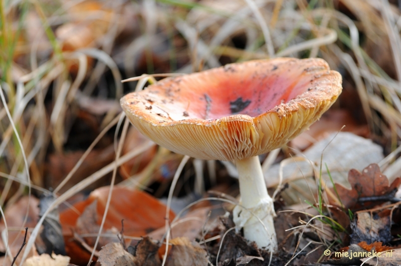 DSC_6428.JPG - Paddenstoelen 2009