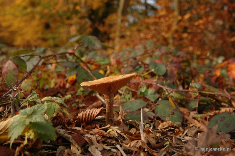 DSC_6657.JPG - Paddenstoelen 2009