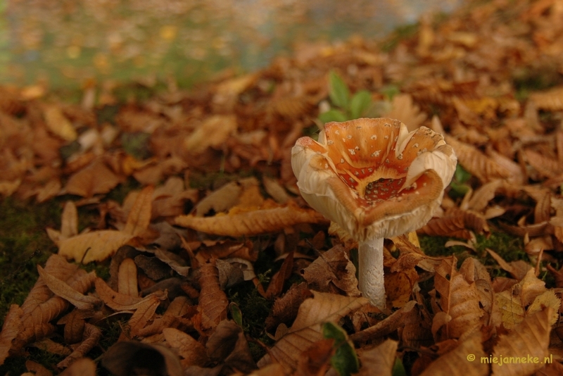 DSC_6664.JPG - Paddenstoelen 2009