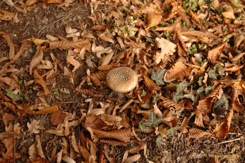 DSC_6668.JPG - Paddenstoelen 2009