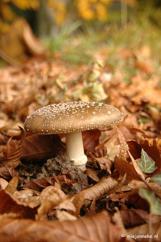 DSC_6670.JPG - Paddenstoelen 2009