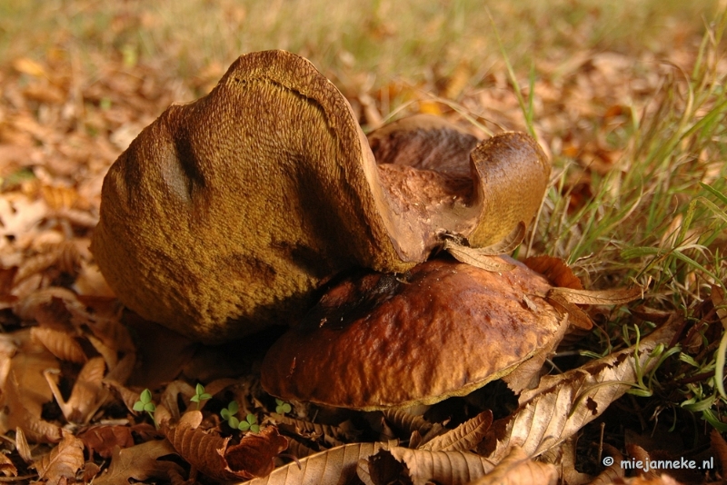 DSC_6674.JPG - Paddenstoelen 2009