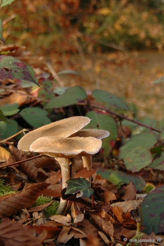 DSC_6676.JPG - Paddenstoelen 2009