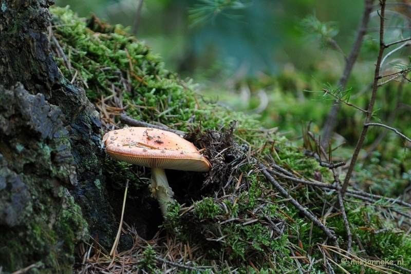 DSC_3321.JPG - Paddenstoelen 2009