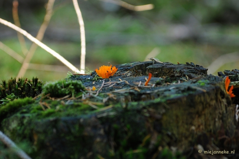 DSC_3325.JPG - Paddenstoelen 2009