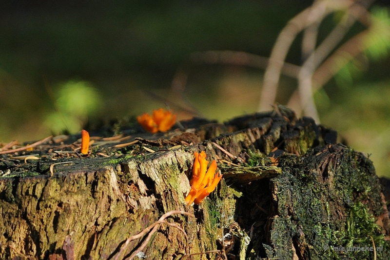 DSC_3330.JPG - Paddenstoelen 2009