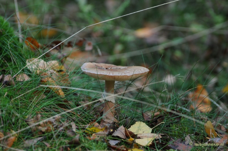 DSC_3335.JPG - Paddenstoelen 2009