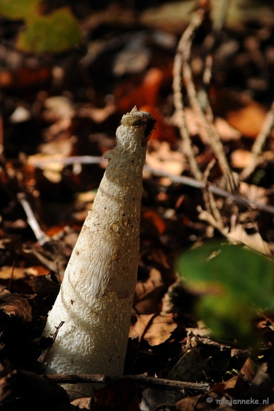 DSC_3347.JPG - Paddenstoelen 2009