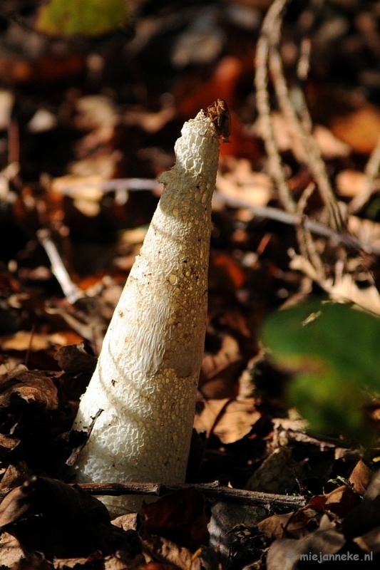 DSC_3353.JPG - Paddenstoelen 2009